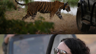 Photogs Covering Perry-Brand Wedding Fend Off Bodyguards & Tigers!